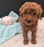 All Spice 🤎, a male Poodle - Toy  for sale in Meta, MO – 2 of 10