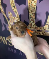 Pumpkin 🧡, a female Poodle - Toy  for sale in Meta, MO – 9 of 10