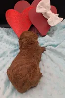 Cal 🤍, a male Poodle - Miniature  for sale in Meta, MO – 7 of 10