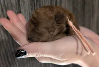 Ginger 🩷, a female Poodle - Toy  for sale in Meta, MO – 2 of 10