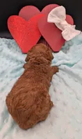 Cal 🤍, a male Poodle - Miniature  for sale in Meta, MO – 10 of 10