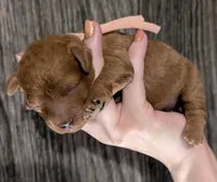 Pixie 🩷, a female Poodle - Miniature  for sale in Meta, MO – 7 of 10