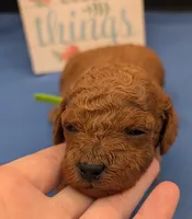 Rex 🦖, a male Poodle - Miniature  for sale in Meta, MO – 8 of 10