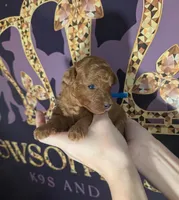 Blueberry 🫐, a male Poodle - Toy  for sale in Meta, MO – 6 of 10