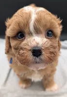 Jaxin 🩵, a male Cavapoo for sale in Meta, MO – 3 of 10