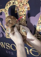 Raspberry 🩷, a female Poodle - Toy  for sale in Meta, MO – 5 of 10