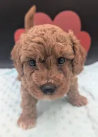 Snoopy 🖤, a male Poodle - Miniature  for sale in Meta, MO – 5 of 10