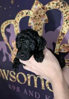 Rafiki 🖤, a male Poodle - Miniature  for sale in Meta, MO – 5 of 10