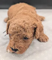 Snoopy 🖤, a male Poodle - Miniature  for sale in Meta, MO – 7 of 10
