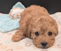 Bamm Bamm 🧡, a male Poodle - Toy  for sale in Meta, MO – 4 of 10