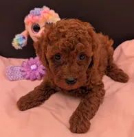 Sophie 💜, a female Poodle - Miniature  for sale in Meta, MO – 9 of 10