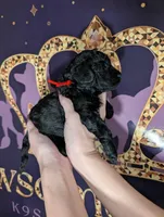 Simba ❤️, a male Poodle - Miniature  for sale in Meta, MO – 6 of 10