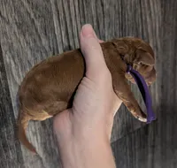 Grape 🍇, a female Poodle - Toy  for sale in Meta, MO – 6 of 10