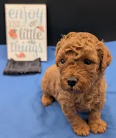 Pompadour 🖤, a male Poodle - Miniature  for sale in Meta, MO – 7 of 10