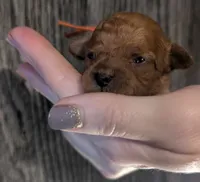 Maple 🧡, a female Poodle - Toy  for sale in Meta, MO – 9 of 10
