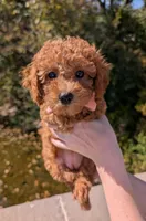 Raspberry 🩷, a female Poodle - Toy  for sale in Meta, MO – 4 of 10