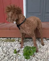Winston Retired Stud, a male Poodle - Miniature  for sale in Meta, MO – 9 of 10
