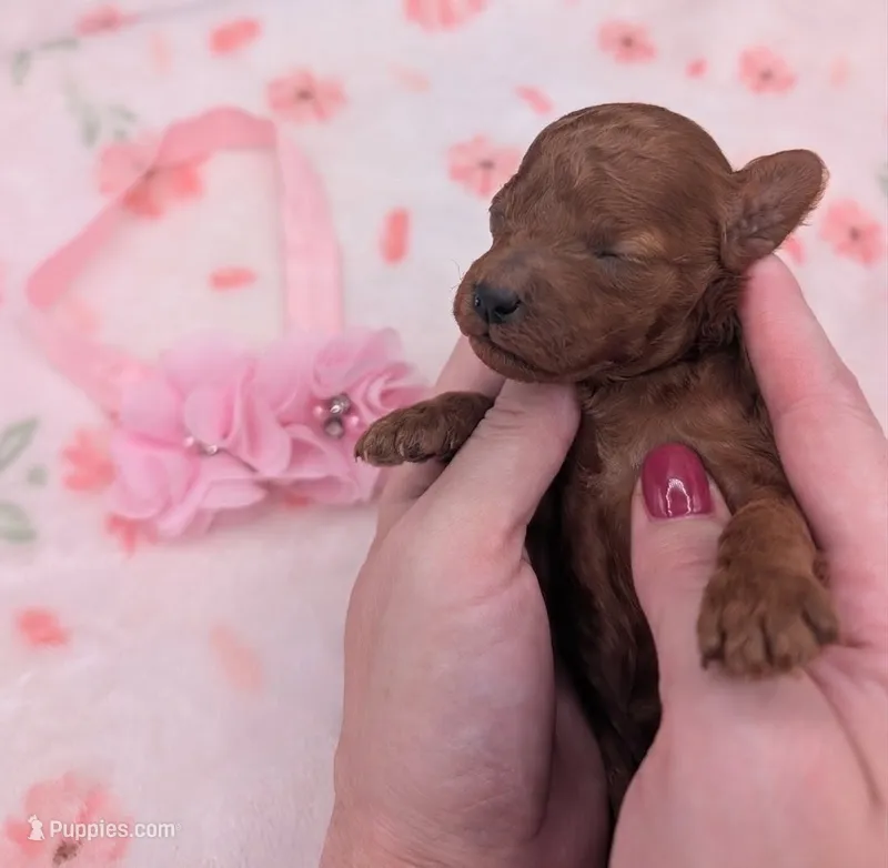 Sophia 🩷 – Poodle - Miniature  puppy for sale in Meta, MO