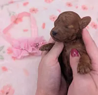 Sophia 🩷, a female Poodle - Miniature  for sale in Meta, MO – 1 of 10