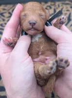 Snoopy 🖤, a male Poodle - Toy  for sale in Meta, MO – 3 of 10