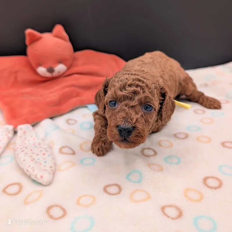Jessie 💛 – Poodle - Miniature  puppy for sale in Meta, MO