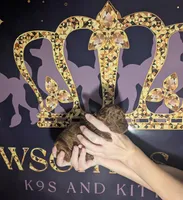 Woody 🤎, a male Poodle - Miniature  for sale in Meta, MO – 9 of 10