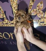 Bamm Bamm 🧡, a male Poodle - Toy  for sale in Meta, MO – 4 of 10