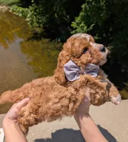 Nathan 🩶, a male Cavapoo for sale in Meta, MO – 10 of 10