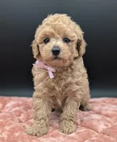 Daphne 💜, a female Poodle - Toy  for sale in Meta, MO – 4 of 10
