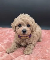 Daphne 💜, a female Poodle - Toy  for sale in Meta, MO – 2 of 10