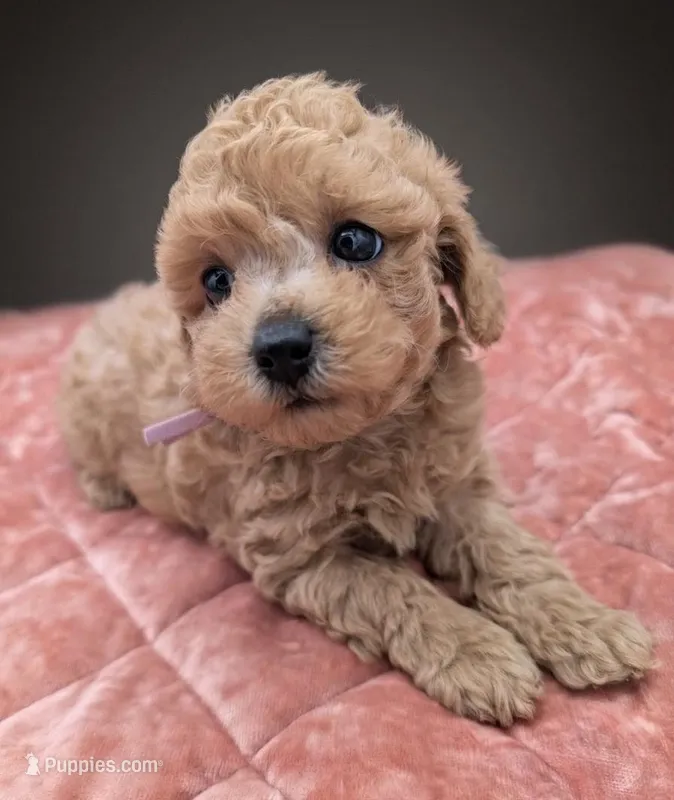 Daphne 💜 – Poodle - Toy  puppy for sale in Meta, MO
