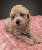 Daphne 💜, a female Poodle - Toy  for sale in Meta, MO – 1 of 10