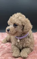 Daphne 💜, a female Poodle - Toy  for sale in Meta, MO – 3 of 10