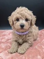 Daphne 💜, a female Poodle - Toy  for sale in Meta, MO – 8 of 10