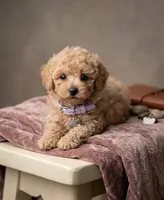 Daphne 💜, a female Poodle - Toy  for sale in Meta, MO – 5 of 10