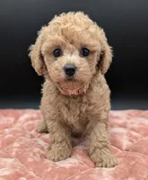 Daphne 💜, a female Poodle - Toy  for sale in Meta, MO – 6 of 10