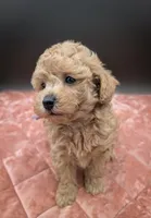 Daphne 💜, a female Poodle - Toy  for sale in Meta, MO – 7 of 10