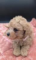 Daphne 💜, a female Poodle - Toy  for sale in Meta, MO – 9 of 10