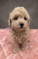 Daphne 💜, a female Poodle - Toy  for sale in Meta, MO – 10 of 10