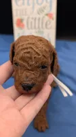 Buzz 🤍, a male Poodle - Miniature  for sale in Meta, MO – 3 of 10