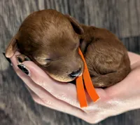 Pumpkin 🧡, a female Poodle - Toy  for sale in Meta, MO – 10 of 10