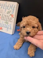 Bamm Bamm 🧡, a male Poodle - Toy  for sale in Meta, MO – 3 of 10