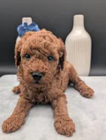 Caleb 🩵, a male Poodle - Miniature  for sale in Meta, MO – 8 of 10