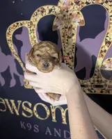 Raspberry 🩷, a female Poodle - Toy  for sale in Meta, MO – 7 of 10