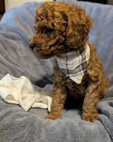 Cal 🤍, a male Poodle - Miniature  for sale in Meta, MO – 5 of 10