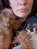 Scarlet Retired , a female Poodle - Miniature  for sale in Meta, MO – 6 of 10