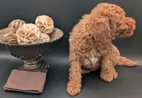 All Spice 🤎, a male Poodle - Toy  for sale in Meta, MO – 10 of 10