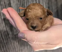 Maple 🧡, a female Poodle - Toy  for sale in Meta, MO – 6 of 10