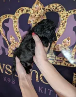 Rafiki 🖤, a male Poodle - Miniature  for sale in Meta, MO – 10 of 10