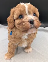 Jaxin 🩵, a male Cavapoo for sale in Meta, MO – 6 of 10